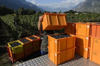 Vendanges